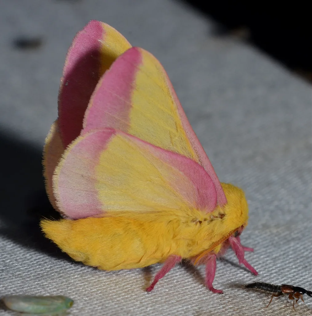 A yellow and pink fuzzy moth with folded wings resting on grey fabric, a tiny beetle beside it.