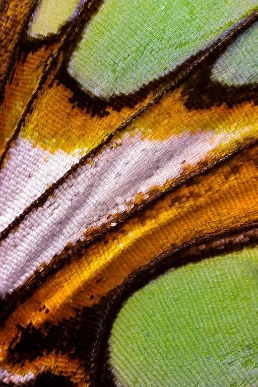 Close-up of a butterfly wing: bright green panels edged with orange and brown veins and a white and lilac stripe.