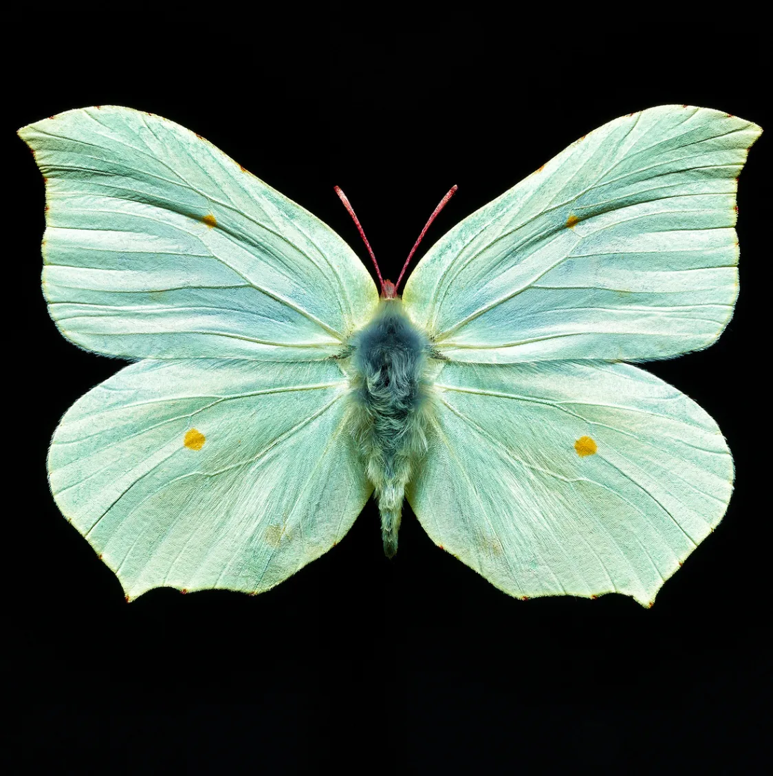 A pale green butterfly with wings spread, seen from above against a black background.