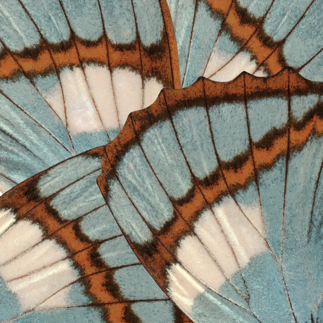 Overlapping butterfly wings in pale blue with orange and brown bands.